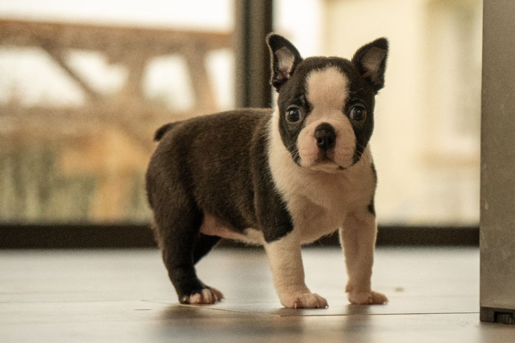 Du Domaine D'Auberive - Chiot disponible  - Boston Terrier