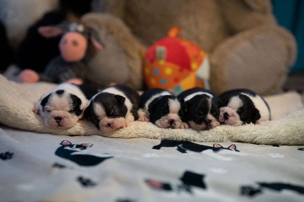 chiot Boston Terrier Du Domaine D'Auberive