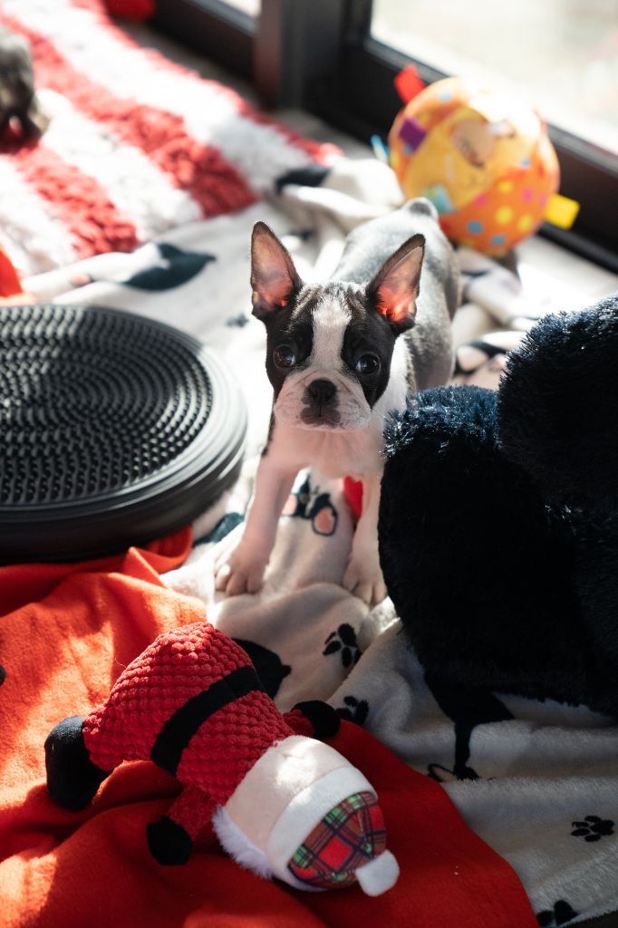 Du Domaine D'Auberive - Chiot disponible  - Boston Terrier