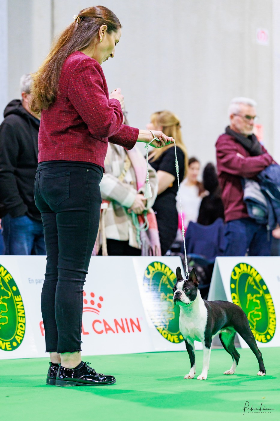 Angel storm Du Domaine D'Auberive