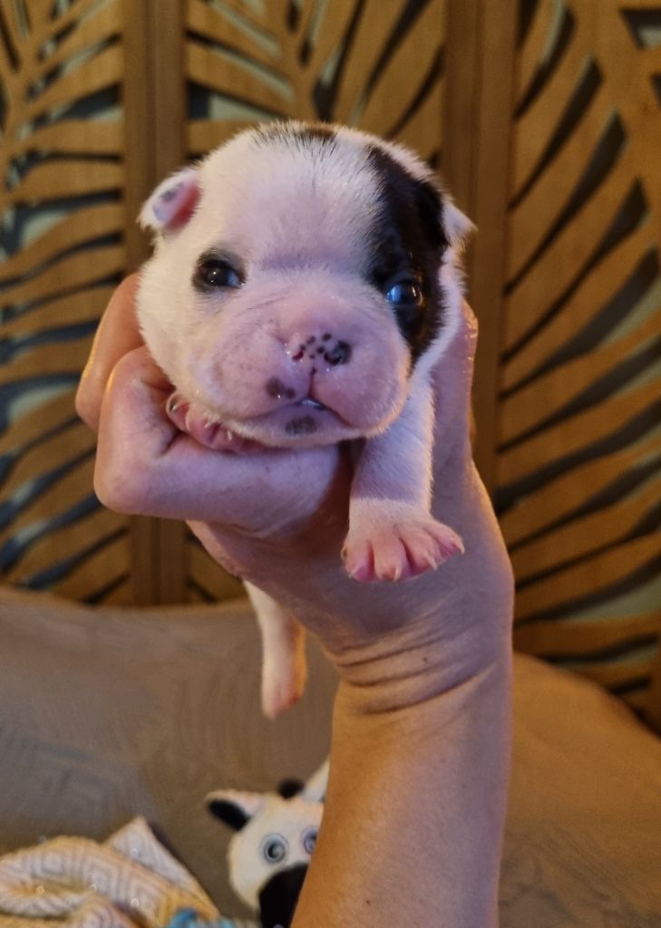 Du Domaine D'Auberive - Chiots disponibles - Boston Terrier