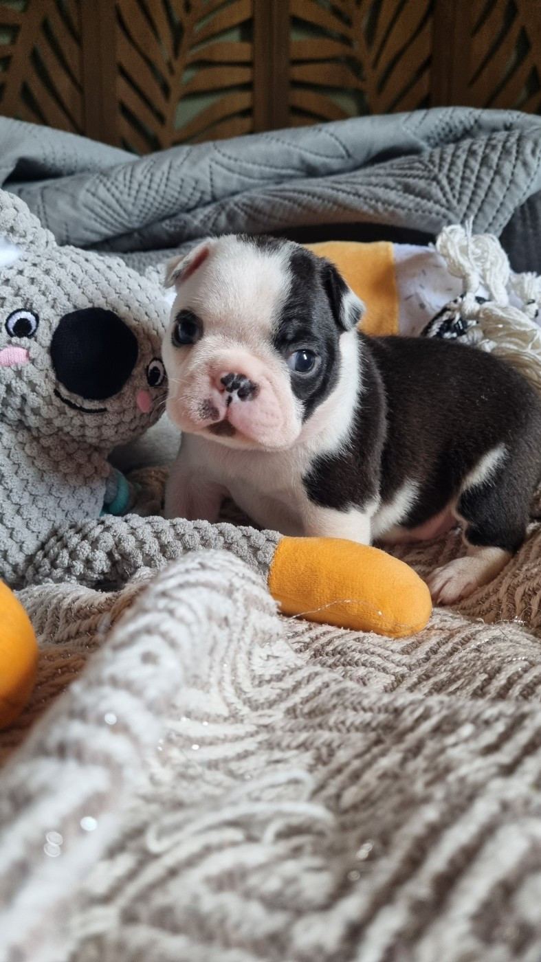 Du Domaine D'Auberive - Chiots disponibles - Boston Terrier