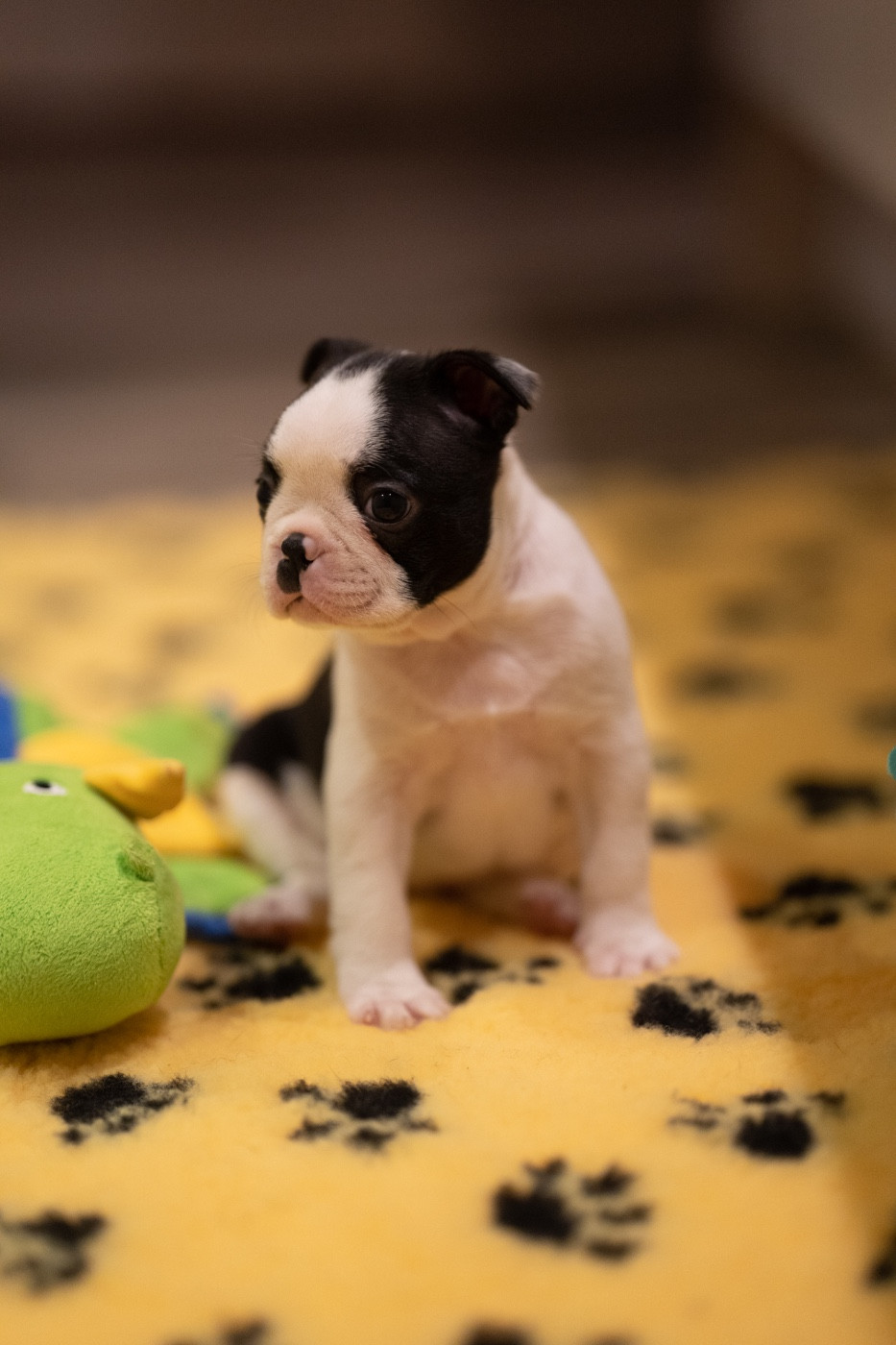 Du Domaine D'Auberive - Chiots disponibles - Boston Terrier