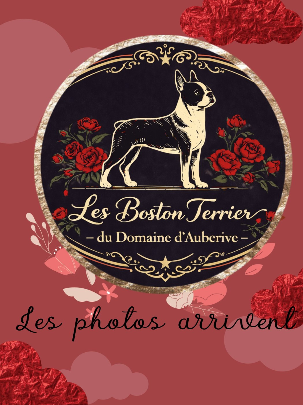 Du Domaine D'Auberive - Chiots disponibles - Boston Terrier