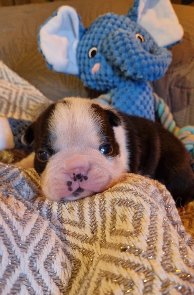 Du Domaine D'Auberive - Chiots disponibles - Boston Terrier