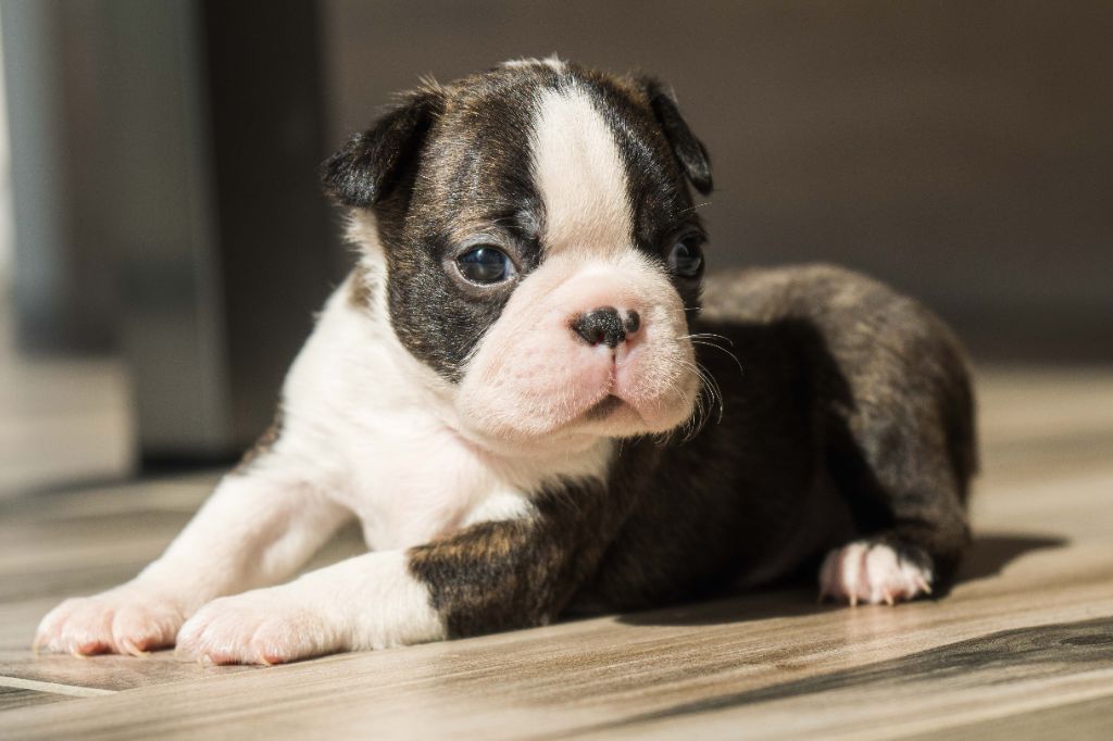 Du Domaine D'Auberive - Boston Terrier - Portée née le 31/08/2020