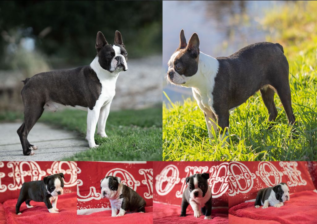 Du Domaine D'Auberive - Boston Terrier - Portée née le 03/11/2021