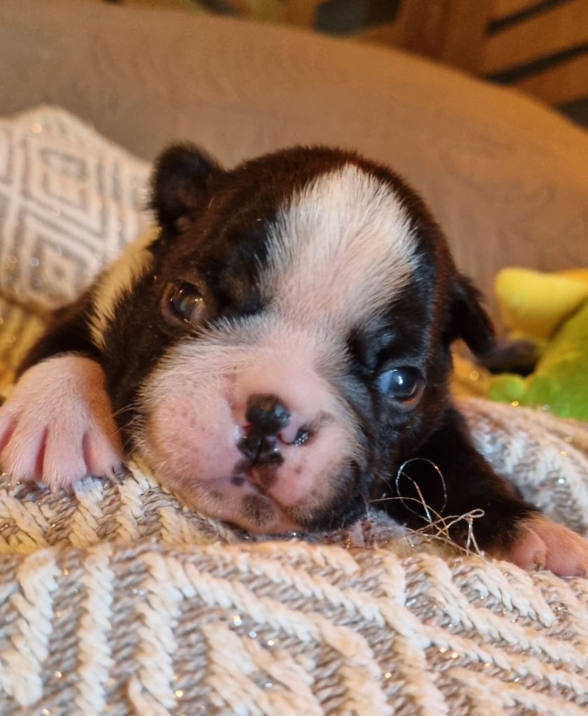 Du Domaine D'Auberive - Chiots disponibles - Boston Terrier