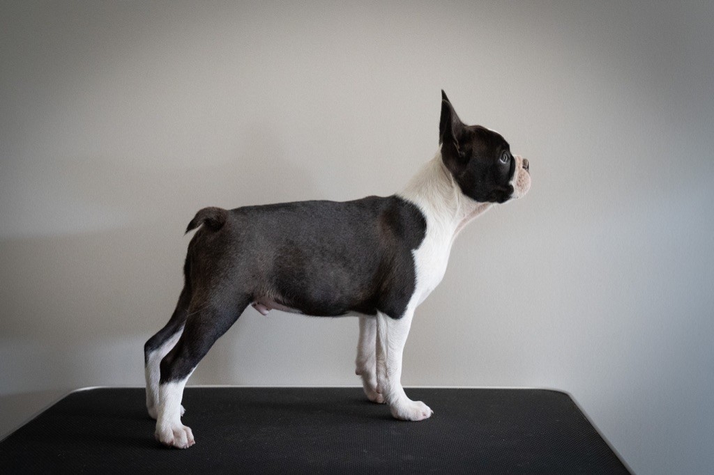 Du Domaine D'Auberive - Boston Terrier - Portée née le 24/02/2022