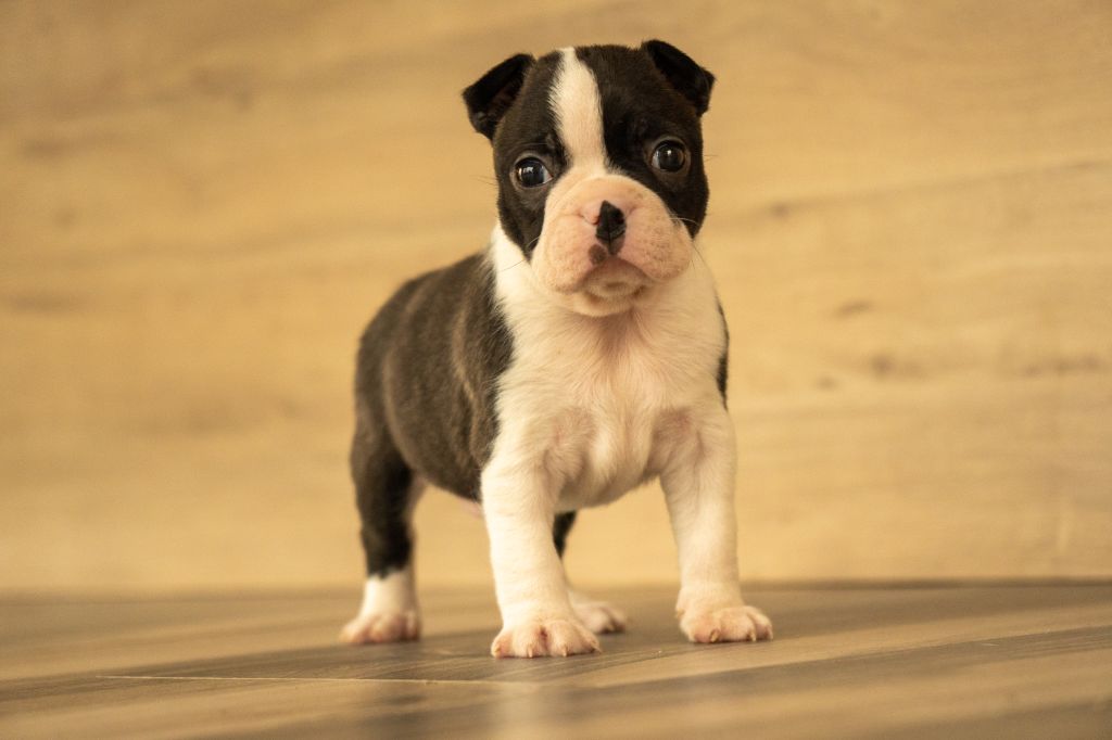 Du Domaine D'Auberive - Boston Terrier - Portée née le 31/08/2020