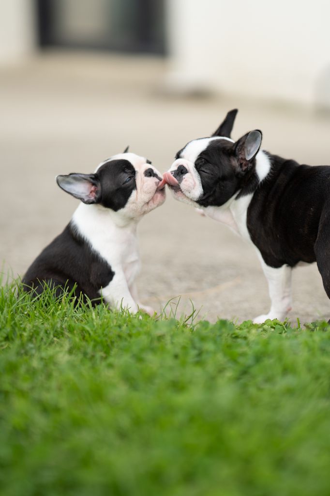 Du Domaine D'Auberive - Boston Terrier - Portée née le 16/02/2025