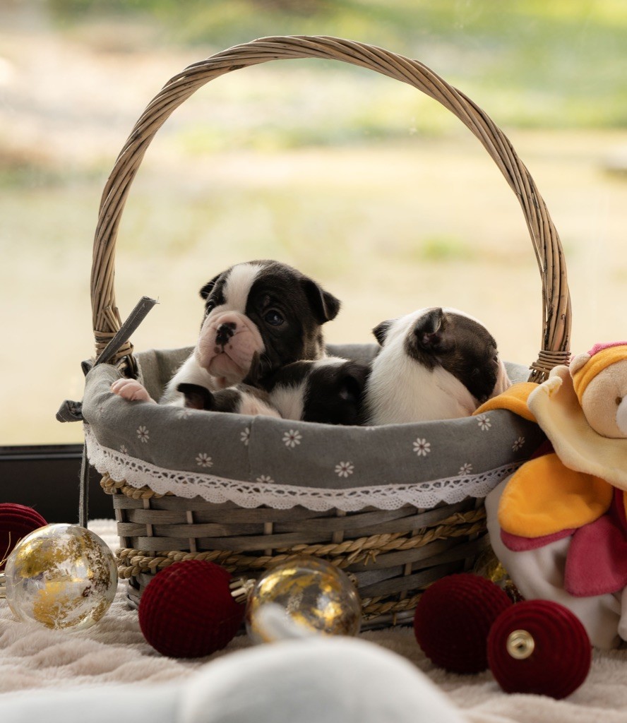 Du Domaine D'Auberive - Boston Terrier - Portée née le 19/11/2022