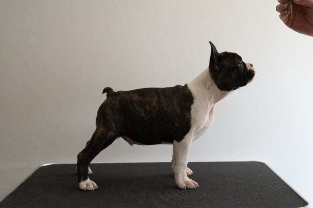 Du Domaine D'Auberive - Boston Terrier - Portée née le 04/03/2022