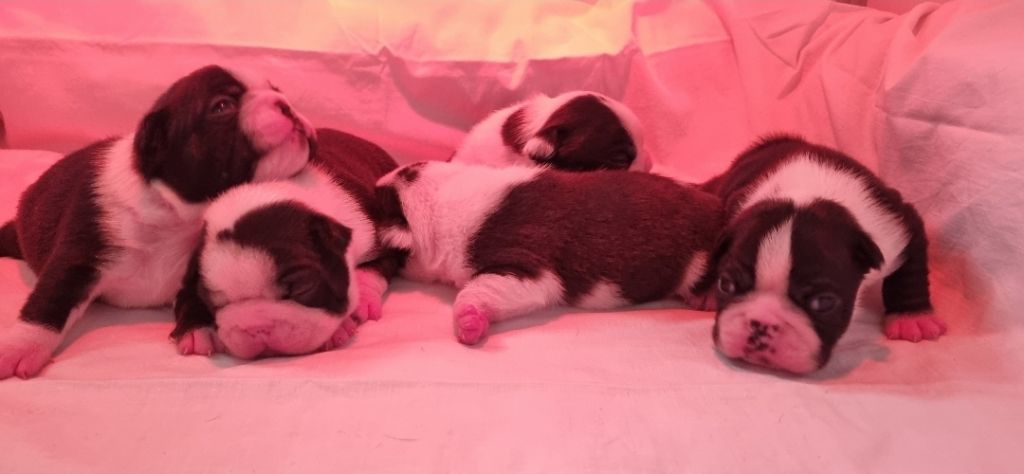Chiot Boston Terrier Du Domaine D'Auberive