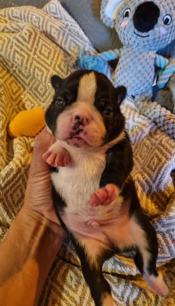 Du Domaine D'Auberive - Chiots disponibles - Boston Terrier
